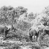 © Thomas A. Statas PhotoID # 9858333: Assateague Ponies