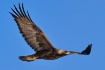 beautiful flyer