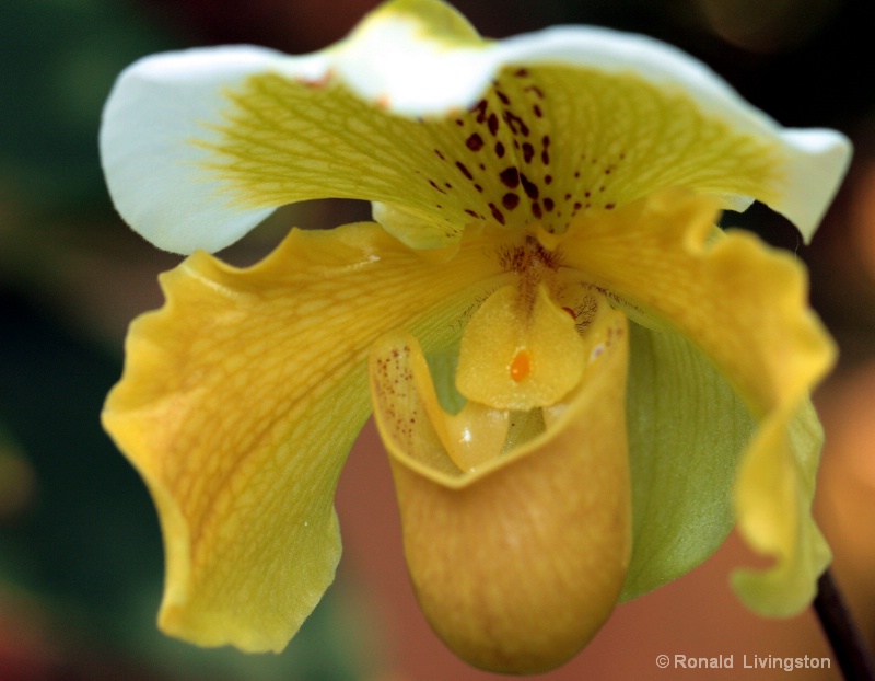 Yellow Orchid - ID: 9860367 © Ron Livingston