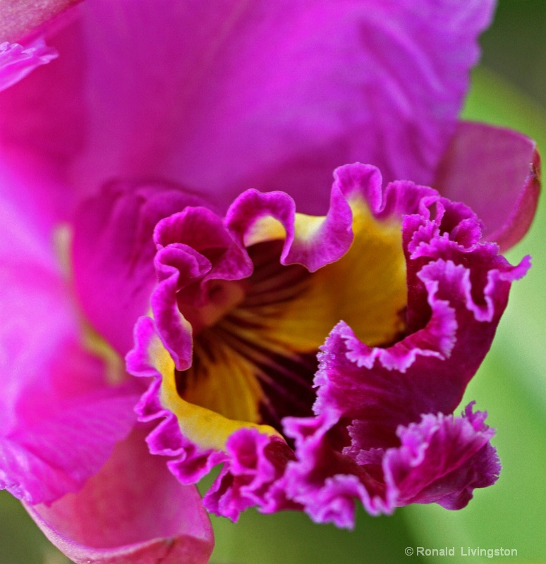 Ruffled Orchid - ID: 9860368 © Ron Livingston