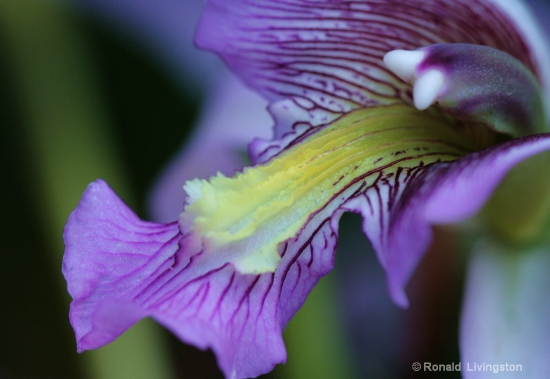 Tuxedo Orchid - ID: 9860379 © Ron Livingston