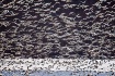 Birds, Birds, Bir...