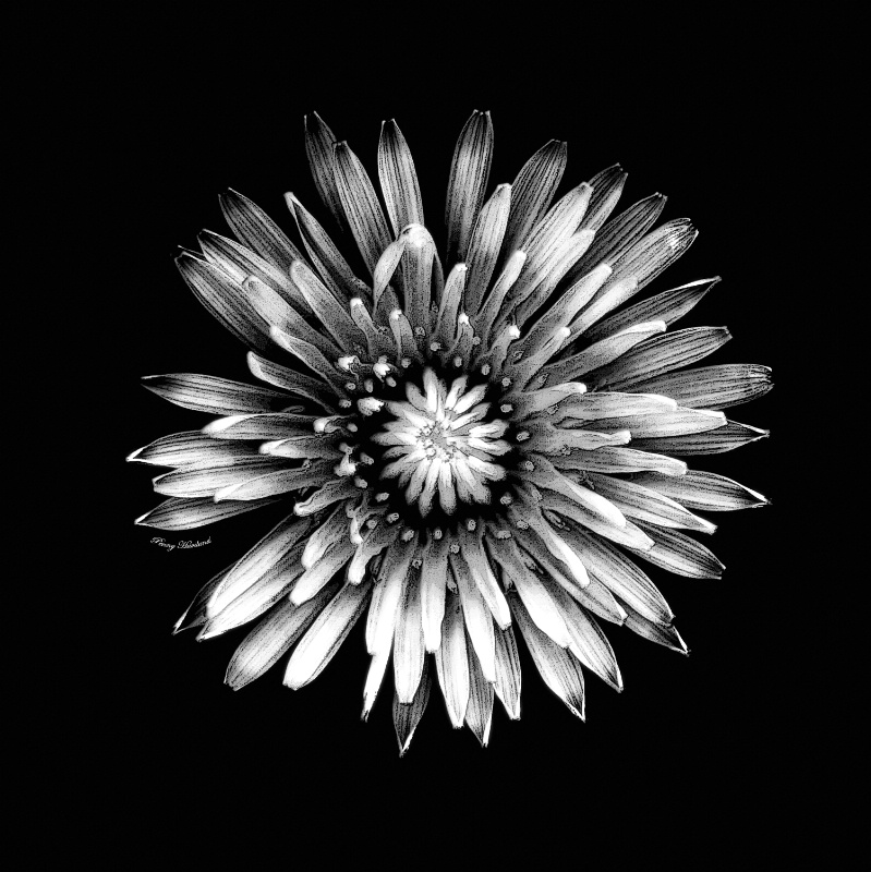 Black & White Dandelion