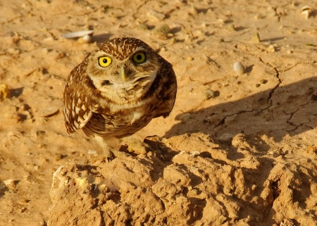 Owl Eyes!
