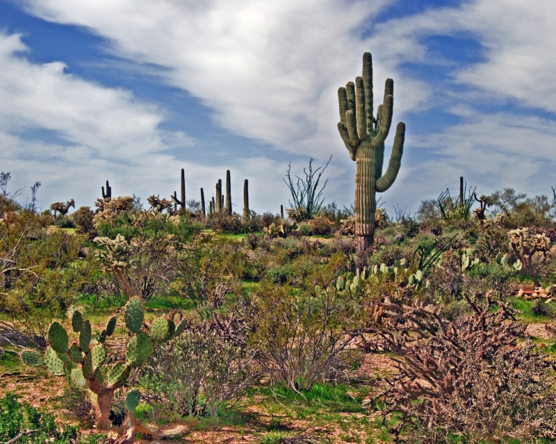 Sonaran Desert