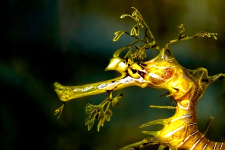 Leafy Sea Dragon