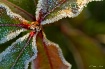 Frosty Morn'
