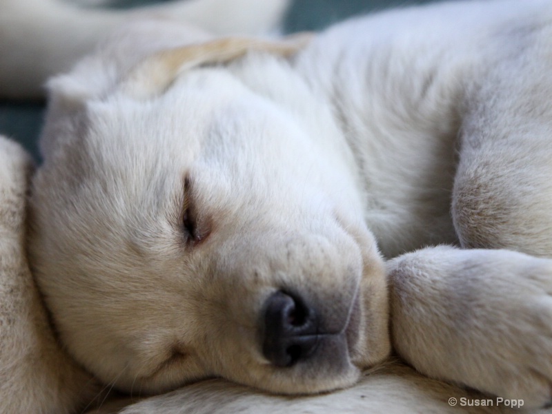 Tuckered out - ID: 9864713 © Susan Popp