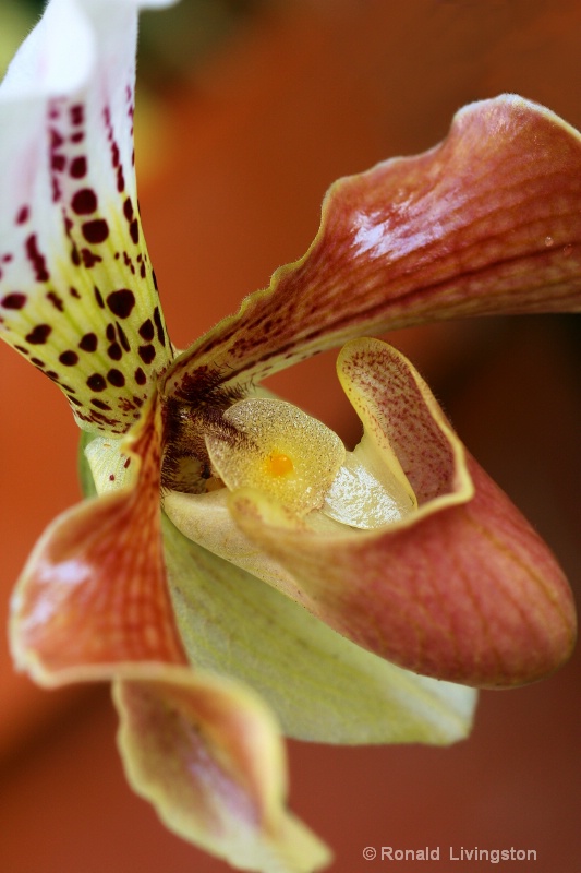 Spotted Orchid