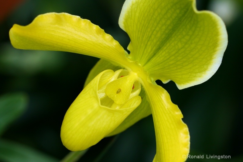 Chartreuse Diagonal - ID: 9865262 © Ron Livingston