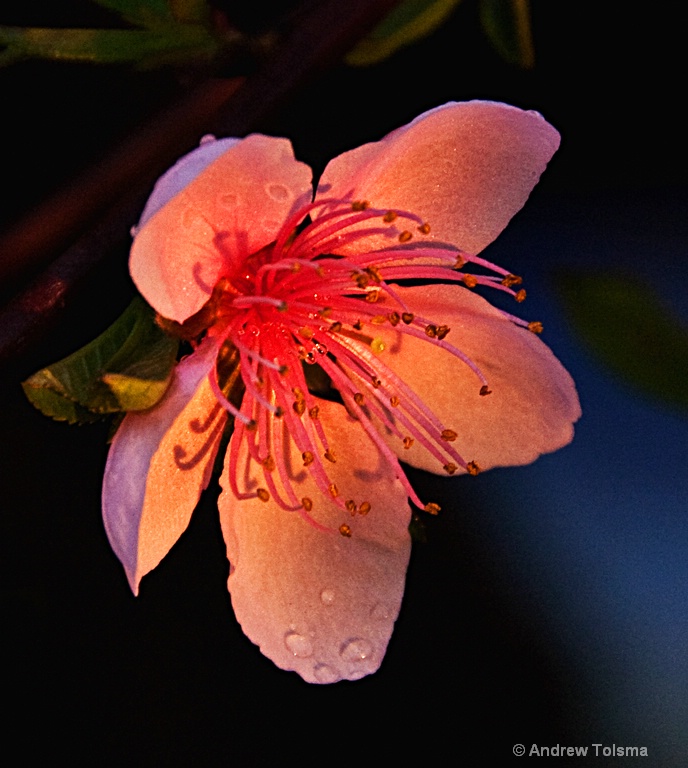 Peach blossom after the rain in perfect evening li