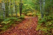 North Woods Trail