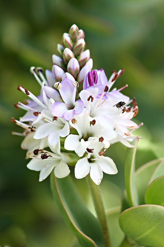 Hebe’s flower with a little fly