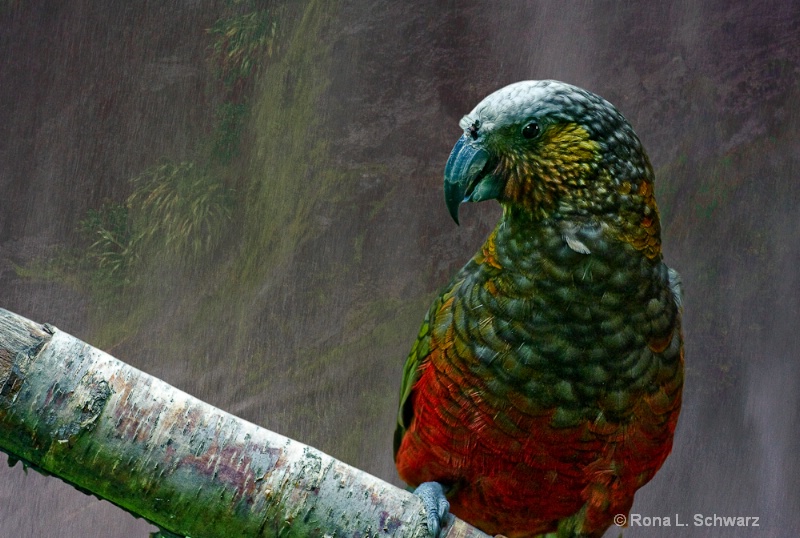 New Zealand Parrot