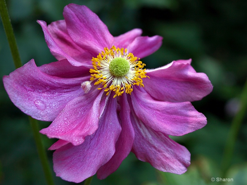 Pink Anemone