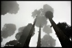 Pine Trees