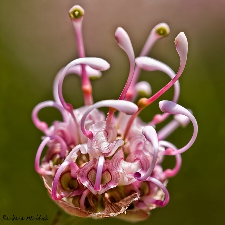 Pink tendrils