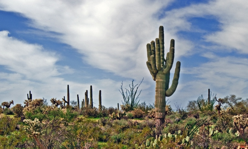 Sonoran Desert in Springtime