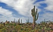 Sonoran Desert in...