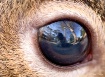 In Your Eyes...er...