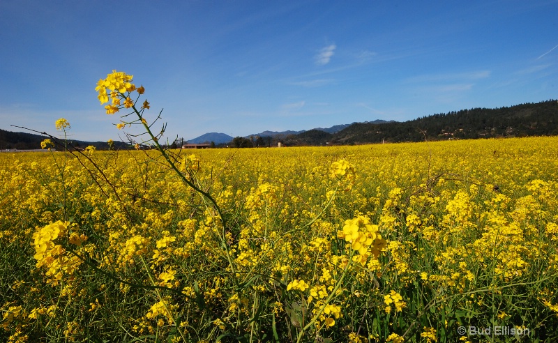 Wild Mustard In The Napa Valley