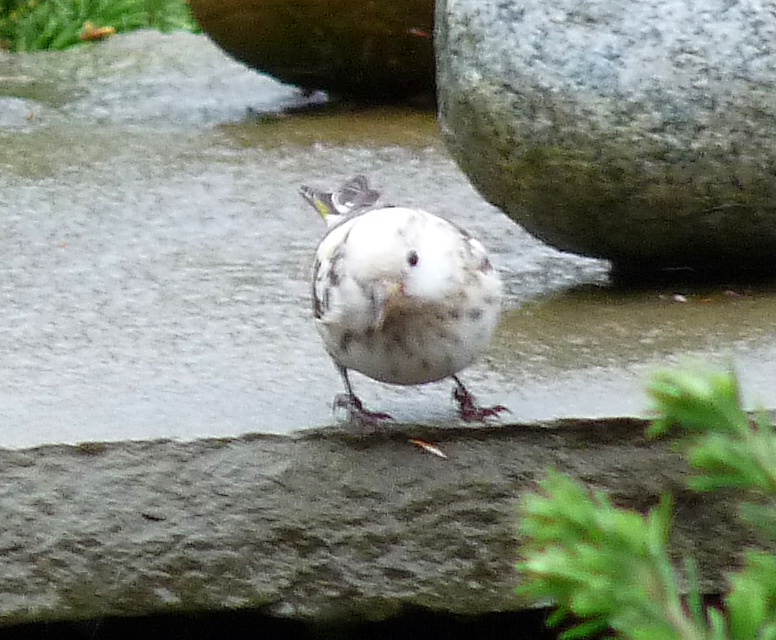 Leucistic Pine Siskin - 1 - ID: 9869255 © John Tubbs