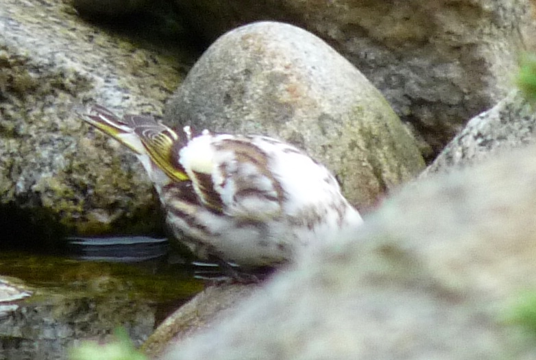 Leucistic Pine Siskin - 2 - ID: 9869256 © John Tubbs