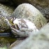 2Leucistic Pine Siskin - 2 - ID: 9869256 © John Tubbs