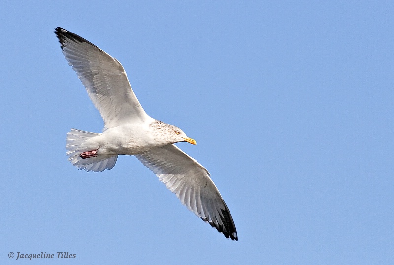 Herring Gull in Flight - ID: 9869566 © Jacqueline A. Tilles