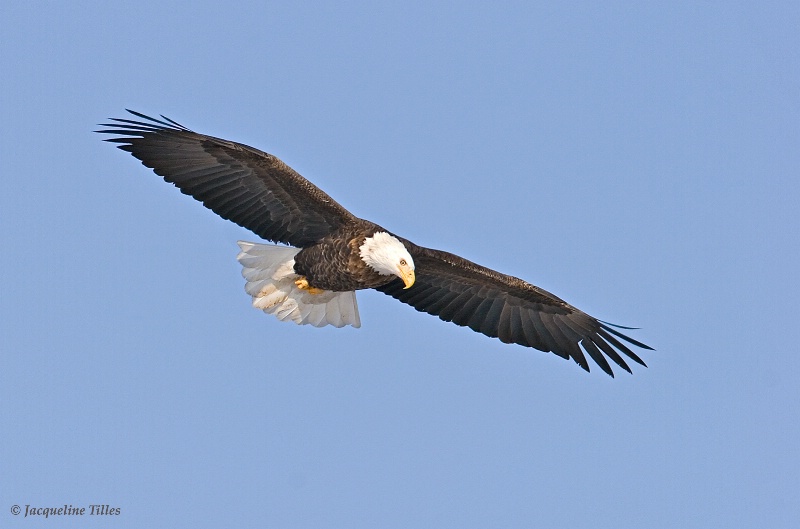 Bald Eagle in Flight - ID: 9869630 © Jacqueline A. Tilles