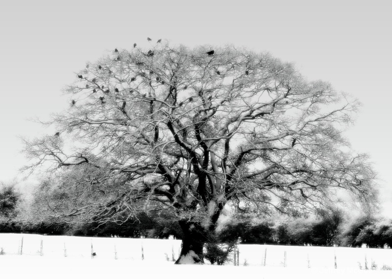 Winter Crows