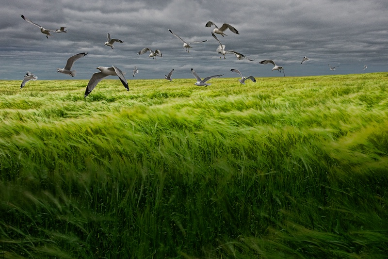 Gulls over a Grain Field