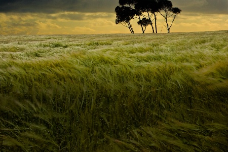 Windy Summer Field_419