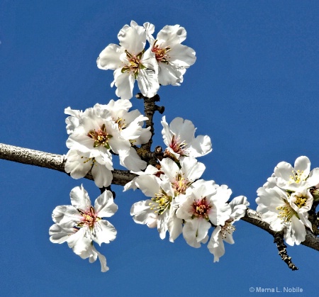  SHS  Almond Blossoms