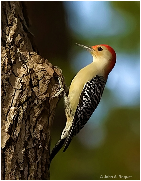 Red Bellied Woodpecker - ID: 9870918 © John A. Roquet