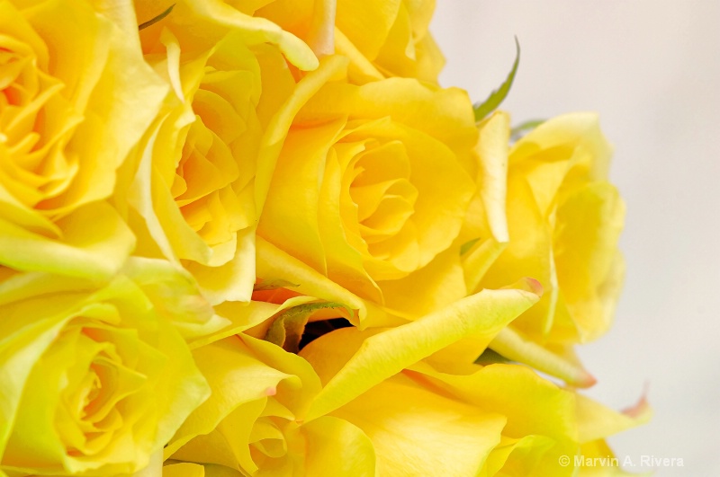 Yellow Tenderness