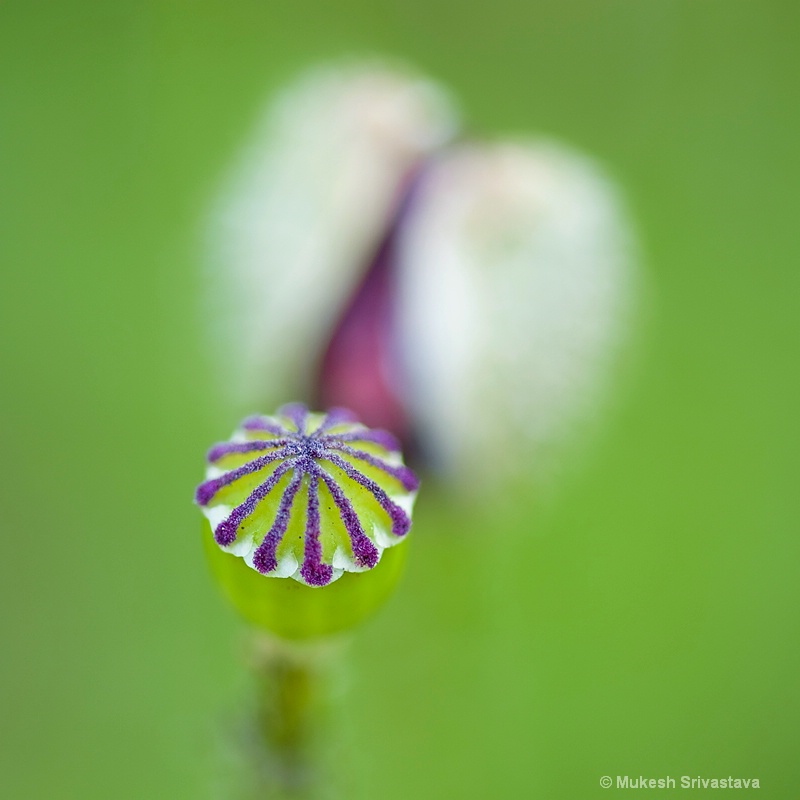 Study of Poppy Seed Pod 