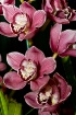 Orchid Arangement