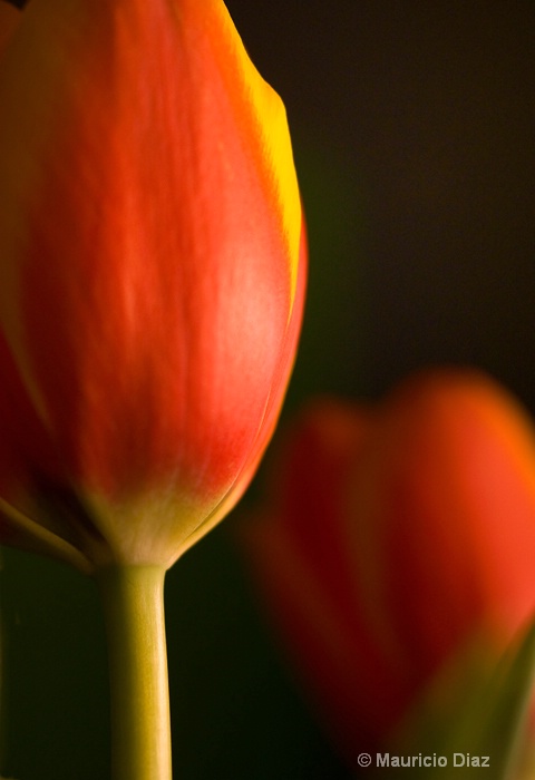 Two Tulips - ID: 9873421 © Mauricio Diaz