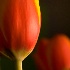 © Mauricio Diaz PhotoID # 9873421: Two Tulips