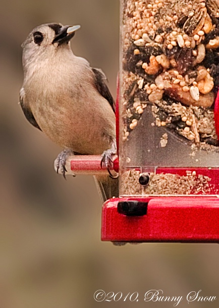 Tufted Titmouse