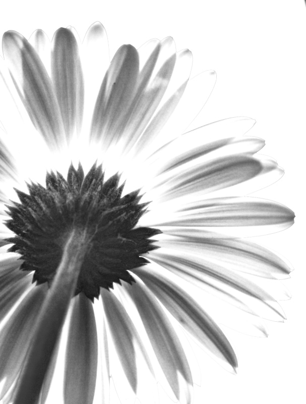 Traces of a Daisy