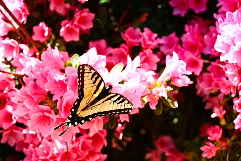 Butterfly at Stuart Park, Tulsa Ok