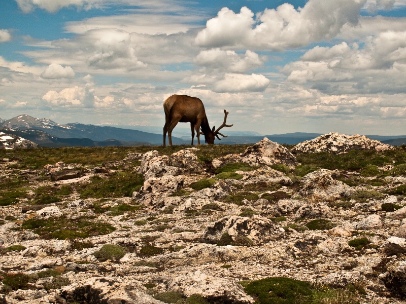 Elk at 12,000 FT.  Rocky Mountain National Park