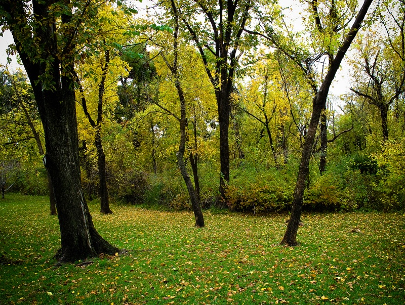 Fall Colors at Stuart Park Tulsa Ok