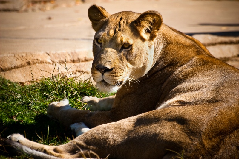 Female Lion at Tulsa Zoo