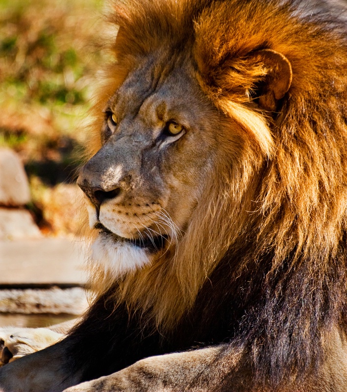 Lion at Tulsa Zoo