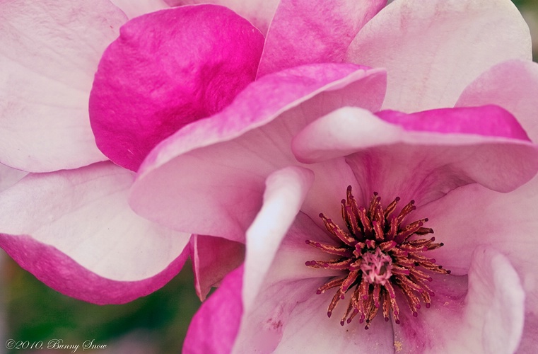 Saucer Magnolia_fini