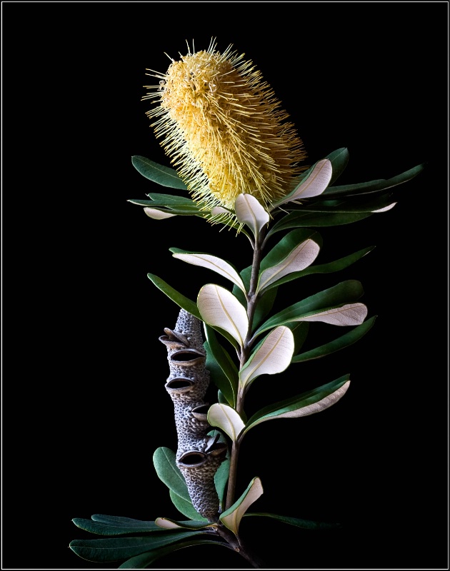 Coast Banksia