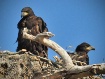   The Eaglets